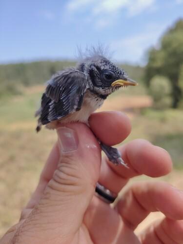 Haubenmeise (Jungvogel)