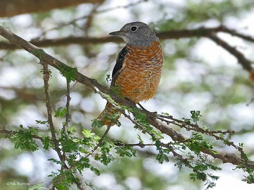 Steinrötel (Jungvogel)