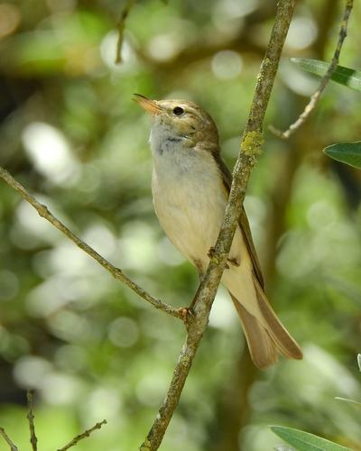 Berglaubsänger
