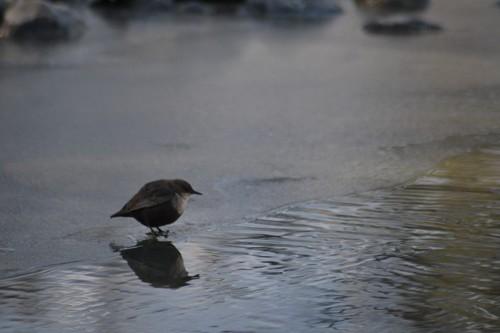 Wasseramsel
