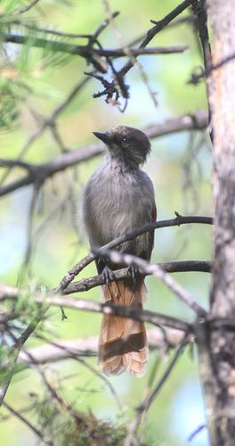 Unglückshäher (Jungvogel)