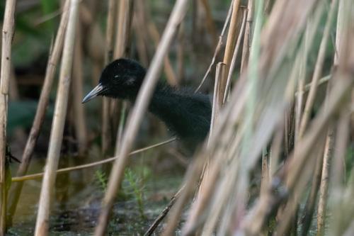 Wasserralle (Jungvogel)