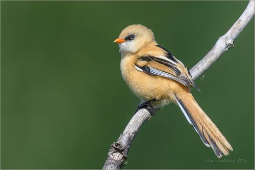 Bartmeise (Jungvogel)