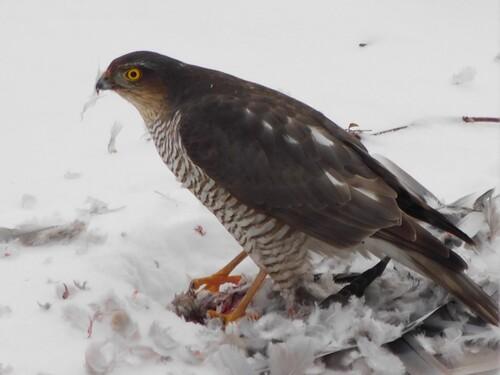 Sperber (Jungvogel)