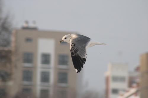 Sturmmöwe (Jungvogel)