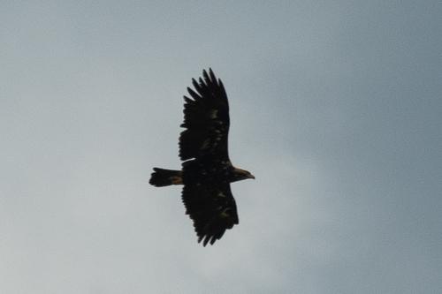 Kaiseradler