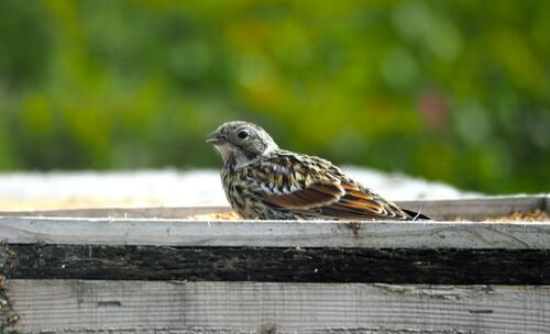 Spornammer (Jungvogel)