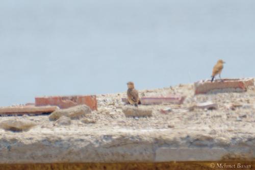 Isabellsteinschmätzer (Jungvogel)