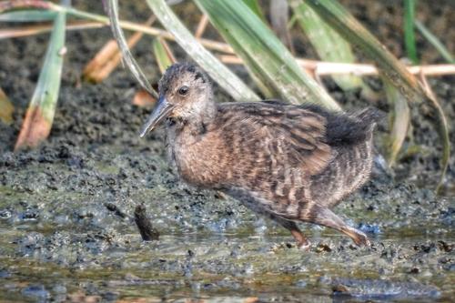 Wasserralle (Jungvogel)