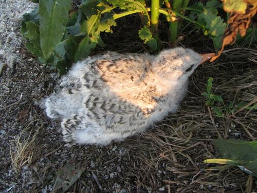 Raubseeschwalbe (Jungvogel)