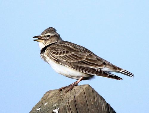 Kalanderlerche