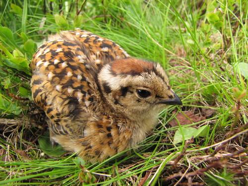 Moorschneehuhn (Jungvogel)