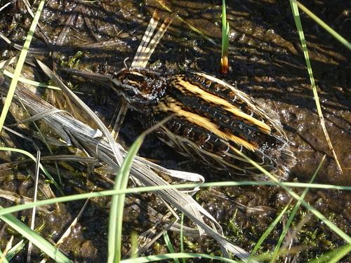 Zwergschnepfe (Jungvogel)
