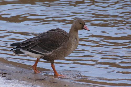 Bläßgans (Jungvogel)