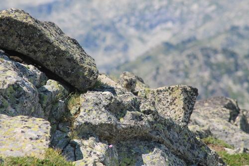 Alpenbraunelle (Jungvogel)