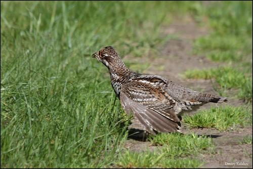 Haselhuhn