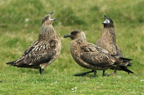 Skua