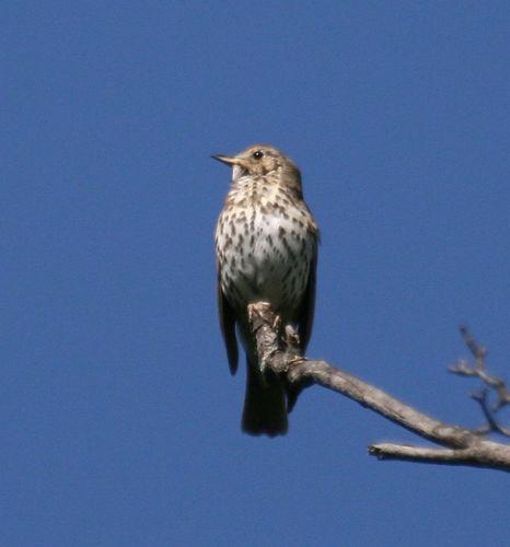 Singdrossel (Männchen)