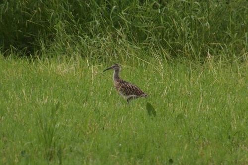 Brachvogel (Jungvogel)