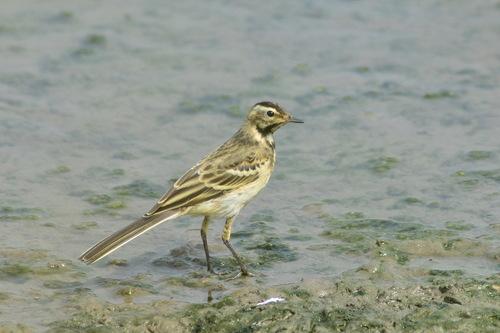 Schafstelze (Jungvogel)