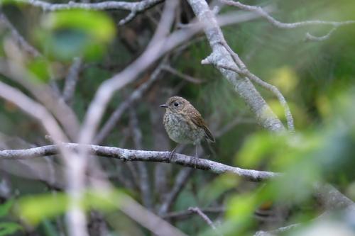 Blauschwanz (Jungvogel)
