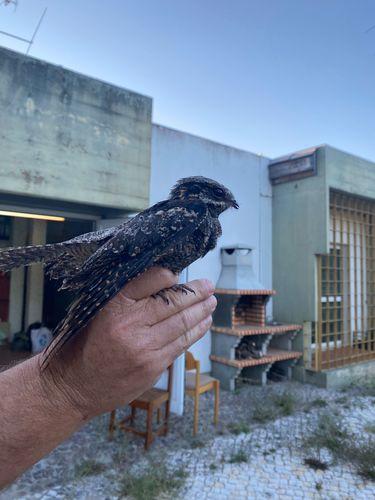 Nachtschwalbe (Jungvogel)