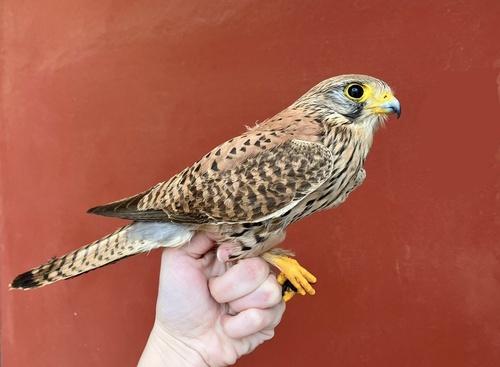 Turmfalke