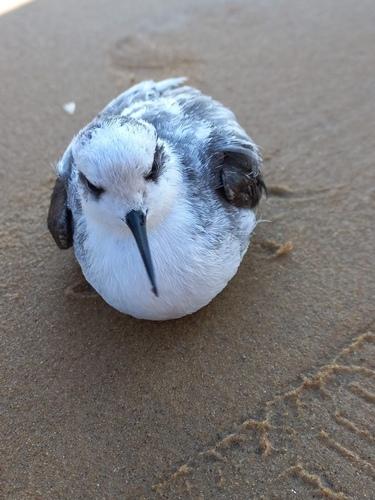 Odinshühnchen (Jungvogel)