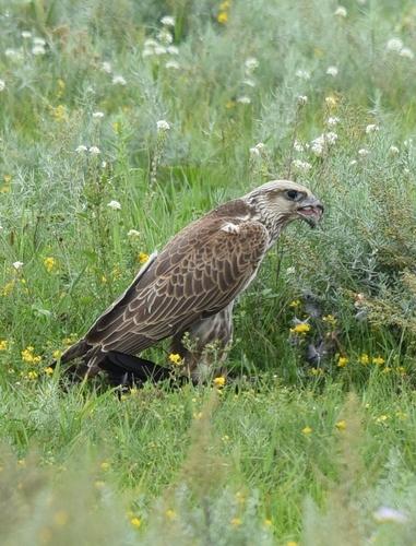 Würgfalke (Jungvogel)