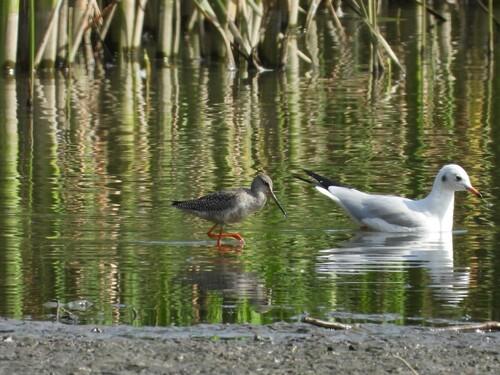 Dunkelwasserläufer (Jungvogel)
