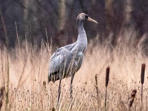 Kranich (Jungvogel)