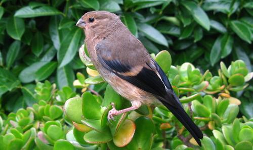Gimpel (Jungvogel)