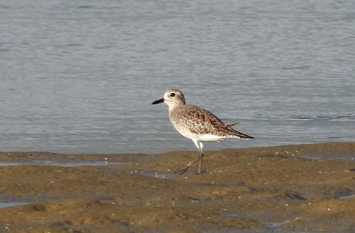 Kiebitzregenpfeifer (Jungvogel)