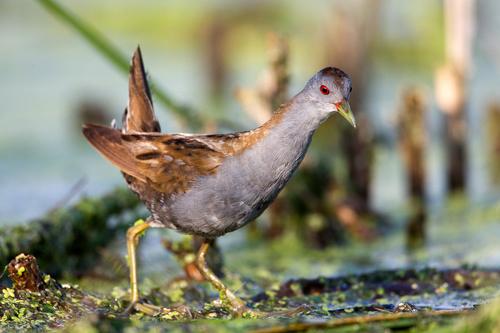 Kleinsumpfhuhn