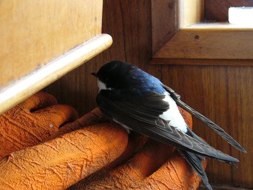 Mehlschwalbe