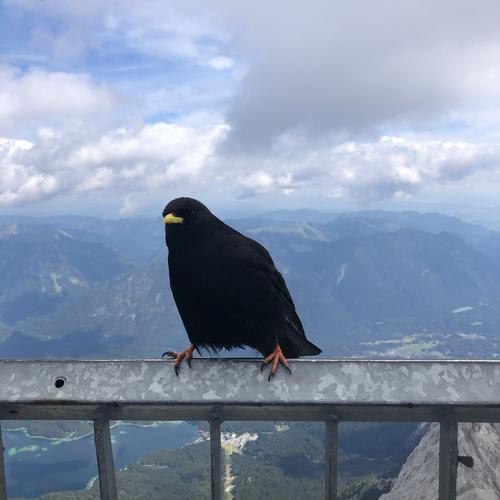 Alpendohle