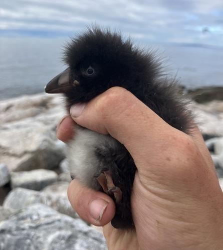 Papageitaucher (Jungvogel)