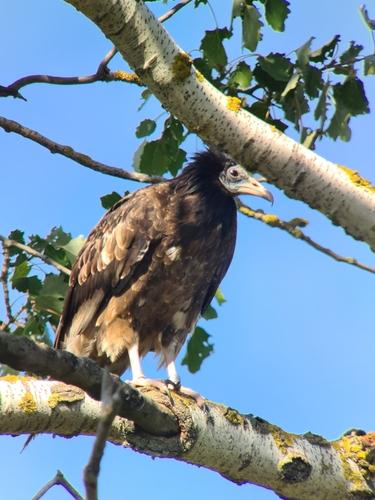 Schmutzgeier (Jungvogel)
