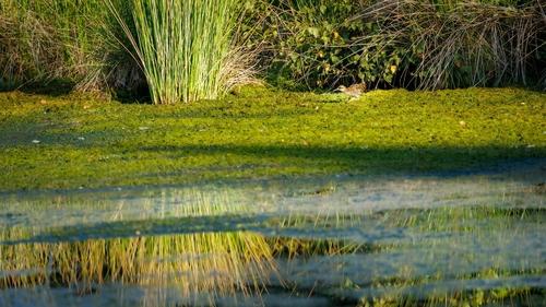 Wasserralle (Weibchen)