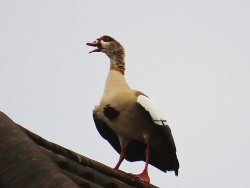 Nilgans