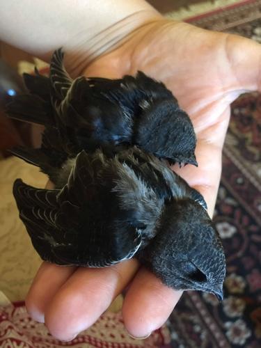 Haussegler (Jungvogel)
