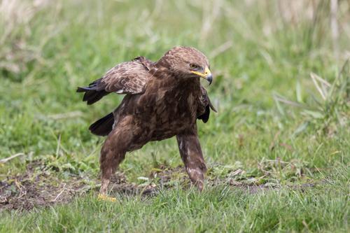 Schreiadler