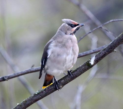 Seidenschwanz (Jungvogel)