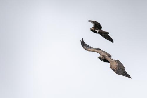 Iberienadler