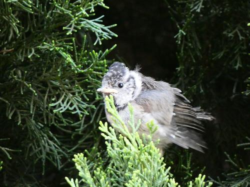 Haubenmeise (Jungvogel)