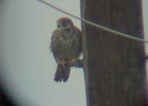 Turmfalke