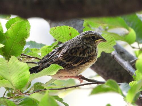 Zippammer (Jungvogel)