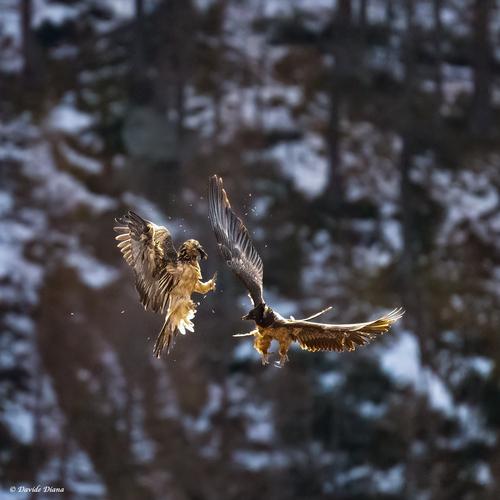 Bartgeier (Jungvogel)