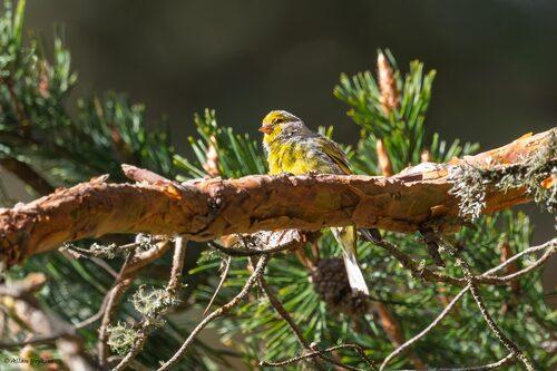 Zitronenzeisig (Männchen)