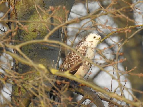 Mäusebussard (Jungvogel)